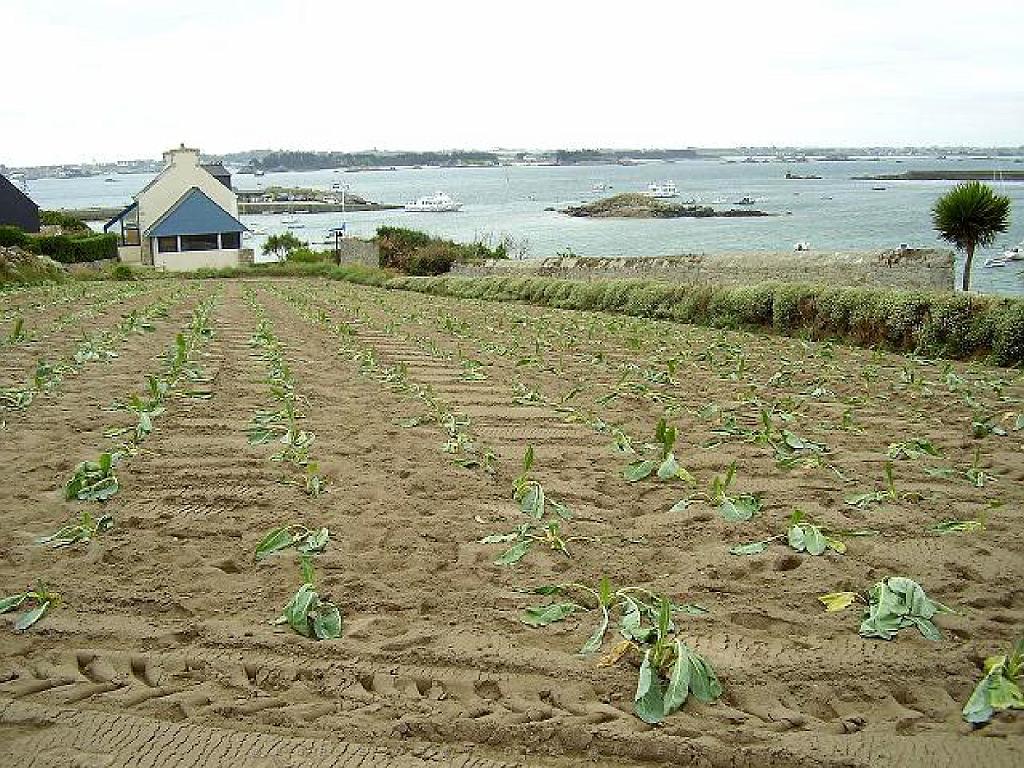 129 Ile de Batz_000018.jpg
